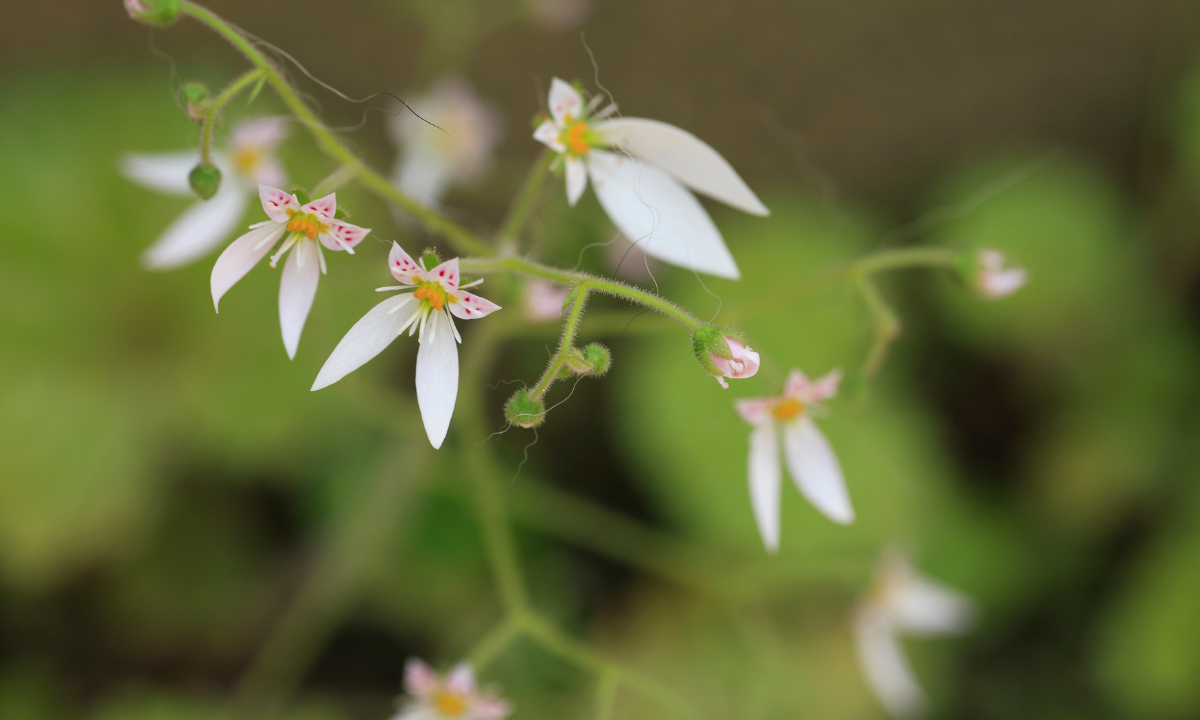 Saxifraga stolonifera çiçeği