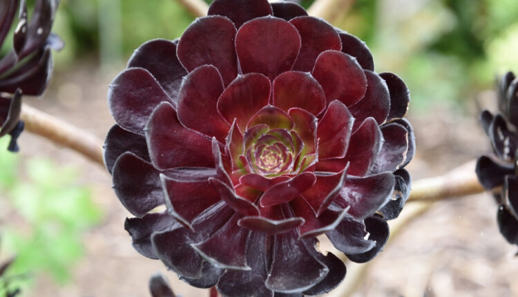 Aeonium arboreum