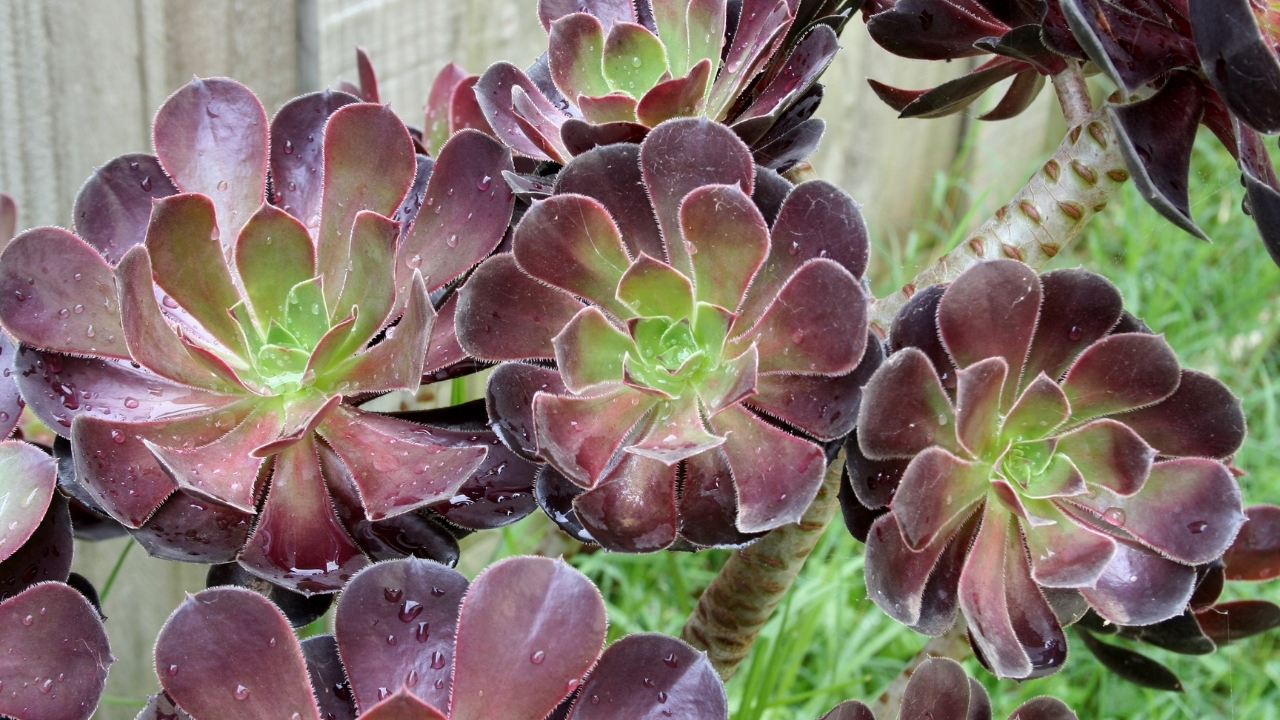 Aeonium arboreum bakımı