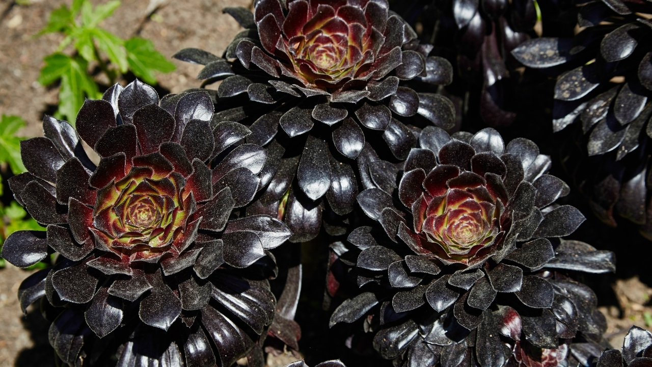 Aeonium arboreum çoğaltma