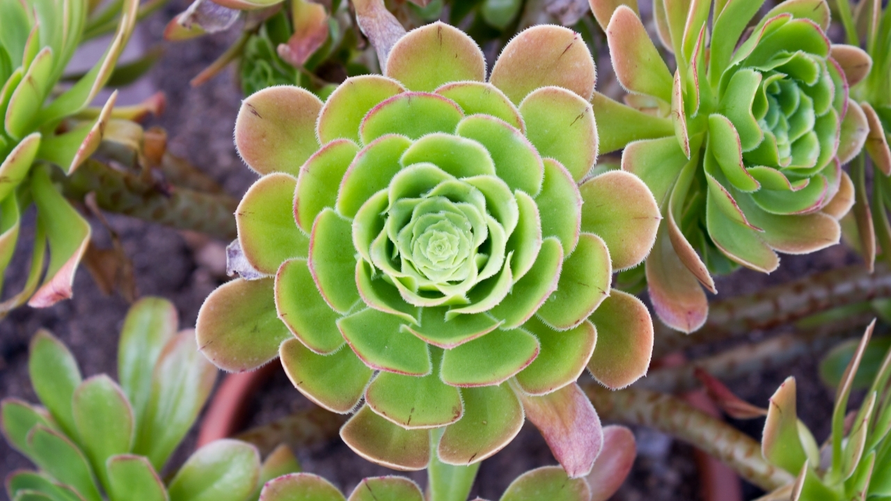 Aeonium arboreum resimleri