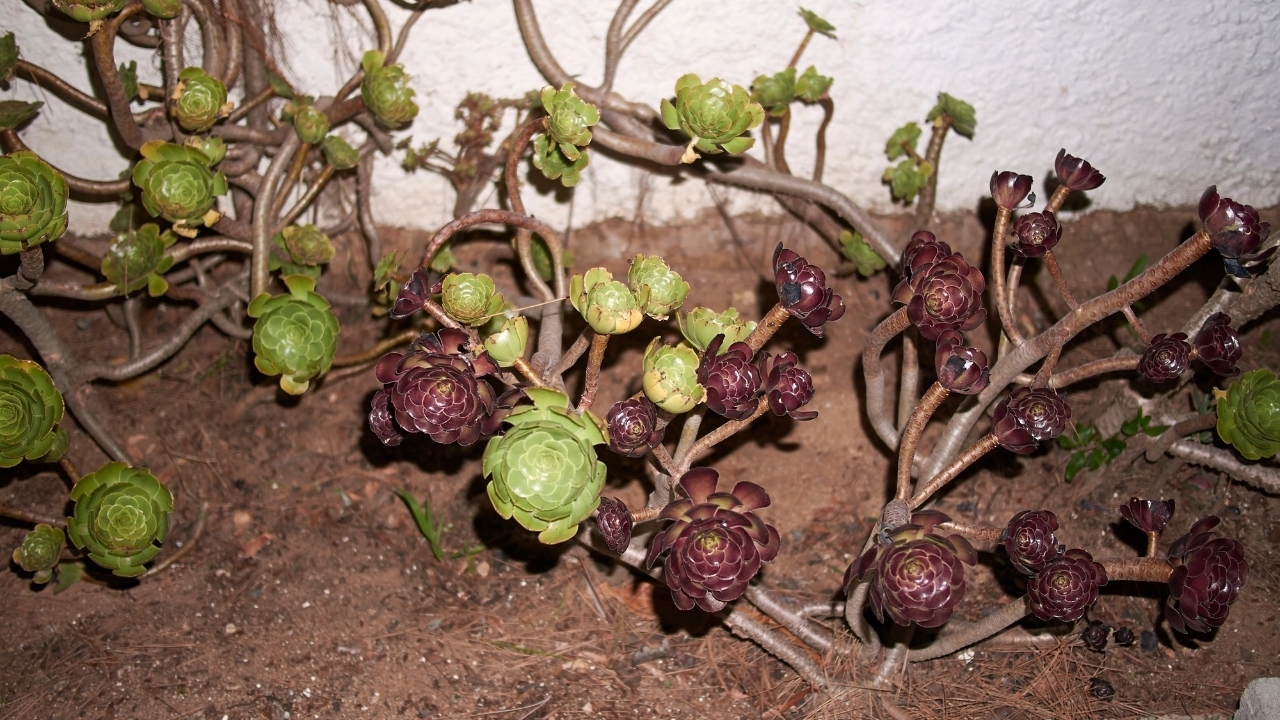 Aeonium çoğaltma