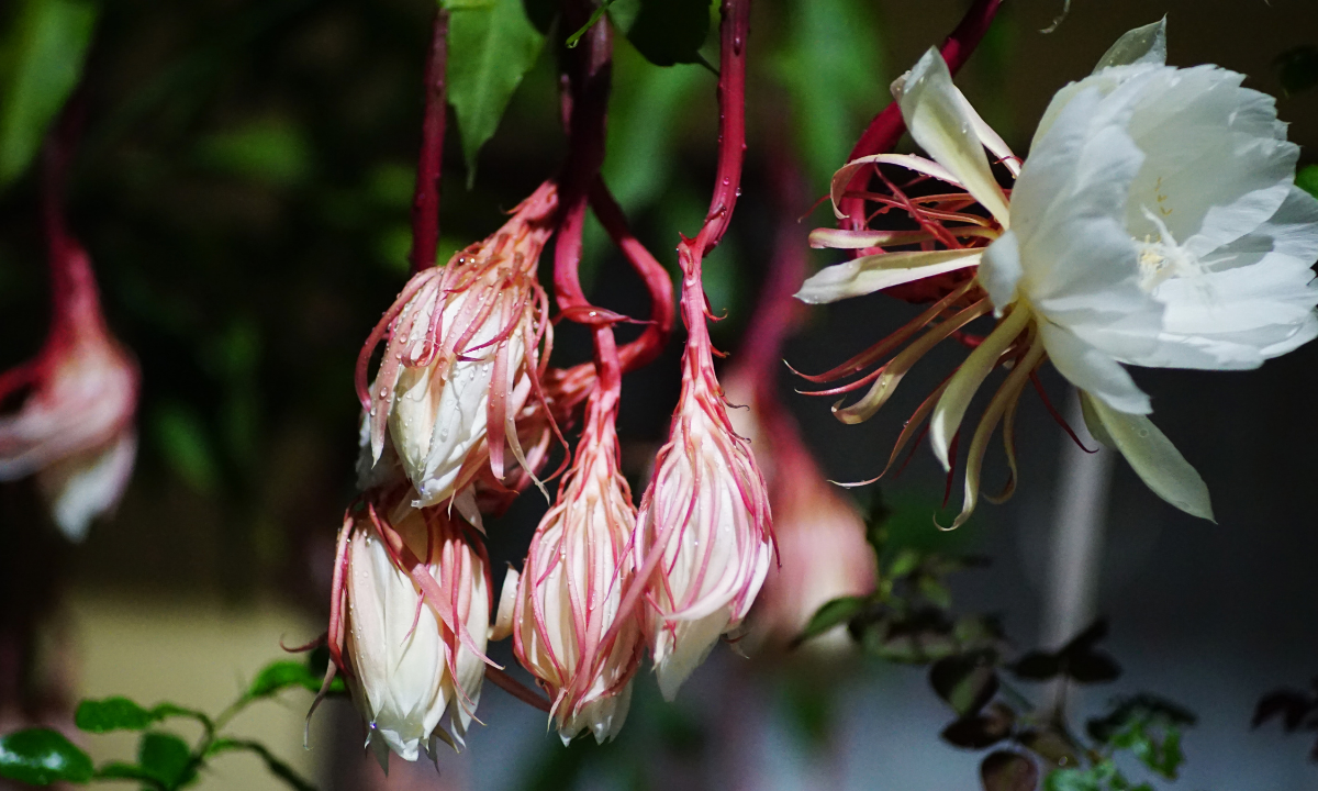 Epiphyllum bakımı