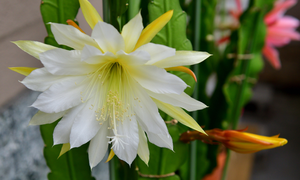 Epiphyllum çiçeği