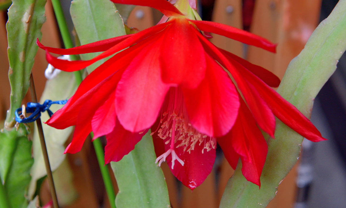 Epiphyllum oxypetalum