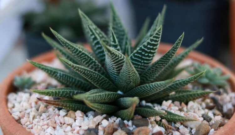 Haworthia Limifolia