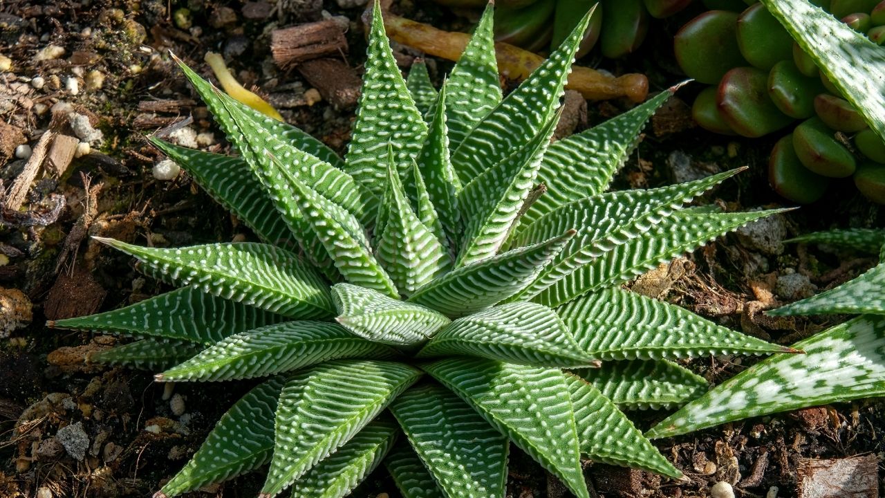 Haworthia Limifolia bakımı