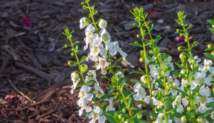 Angelonia Çiçeği