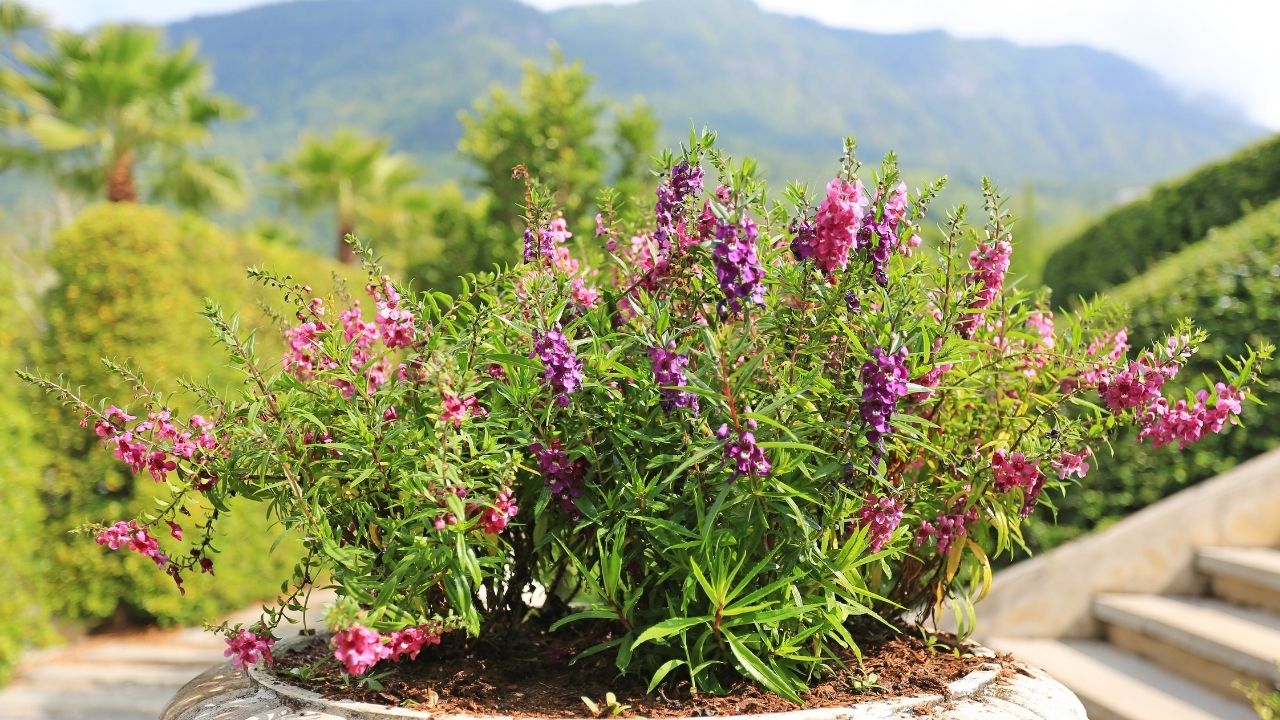 Angelonia Çiçeği nedir