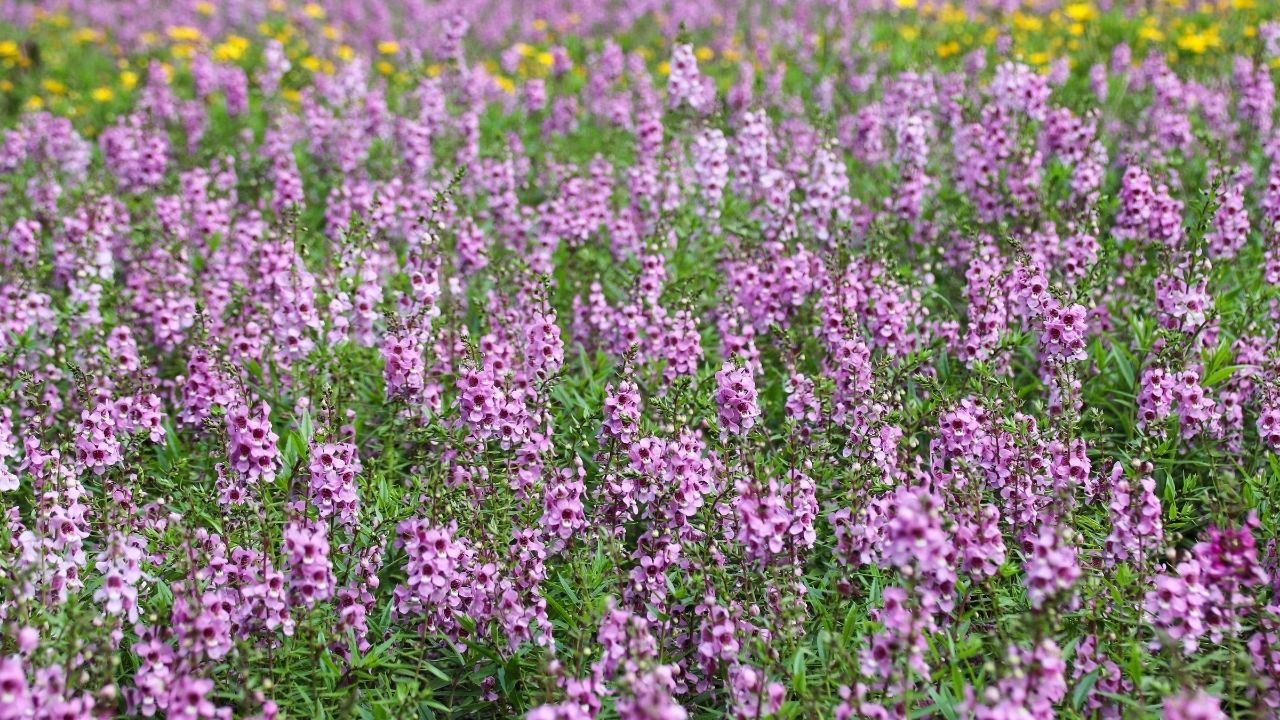 Angelonia Çiçeği bakımı