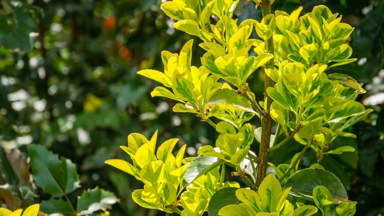 Euonymus Japonicus