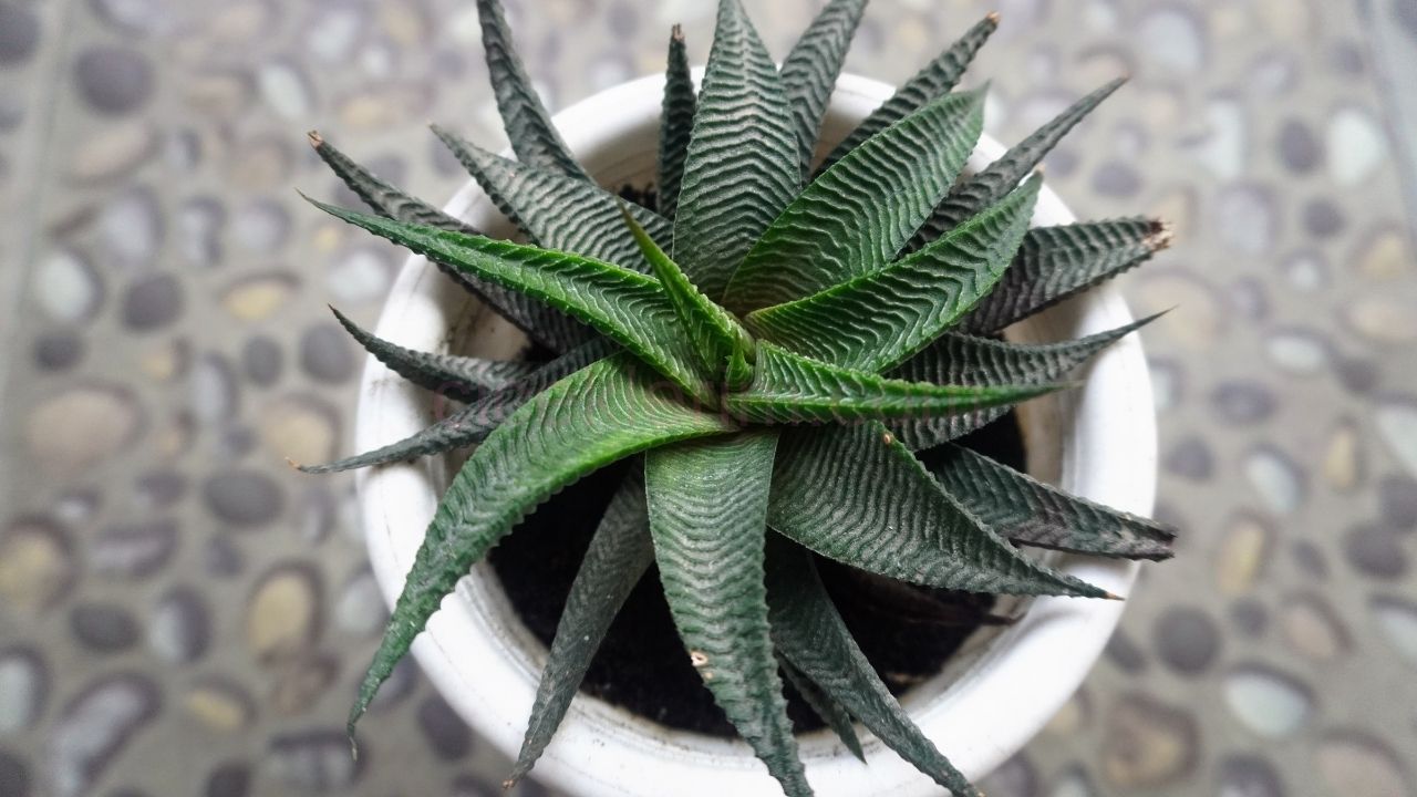 Haworthia bakımı