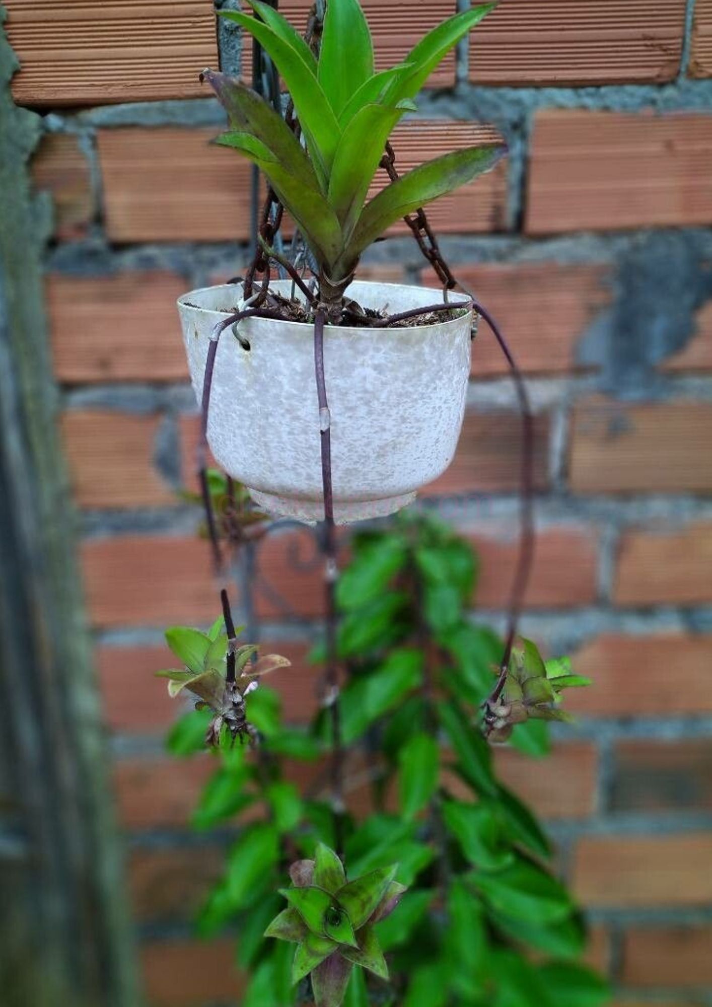 Callisia fragrans saksıda